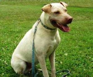 Sarge - Graduate Dog