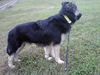Sherlock