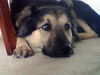 Sherlock