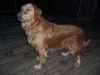 Sawyer