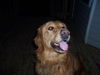 Sawyer