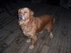 Sawyer