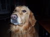 Sawyer
