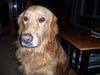 Sawyer