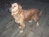 Sawyer