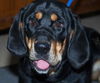 Bubba