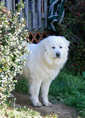 Bear aka Yukon