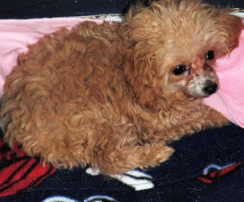 Claudia's Poodle Pup
