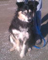 Sarah - Graduate Dog
