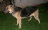 Shadow the Shep