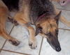 Shadow the Shep