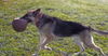 Shadow the Shep