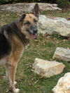 Shadow the Shep