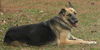 Shadow the Shep