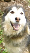 Cocoa the Husky