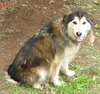 Cocoa the Husky