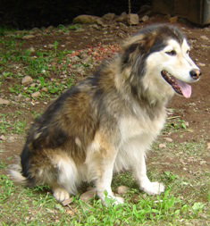 Cocoa the Husky