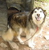 Cocoa the Husky