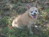 Chancey
