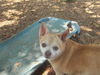 Chancey