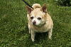 Chancey