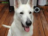 Astro - Graduate Dog