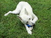Astro - Graduate Dog