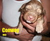 Conway