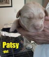 Patsy