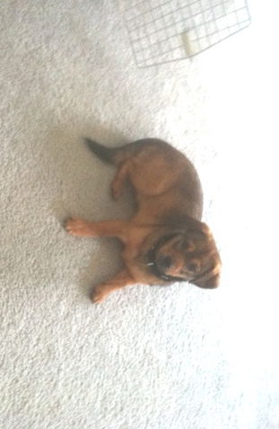 Puppy
