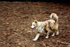 Aussie Chase
