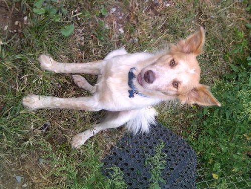 Bucky