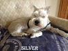 Silver Schnauzer