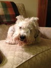 Silver Schnauzer