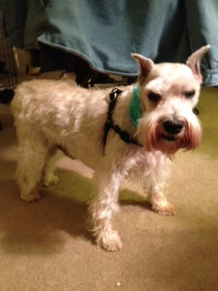 Silver Schnauzer
