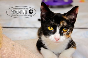 Tootsie