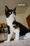 Tootsie
