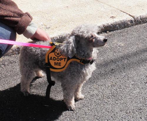 Adult poodles best sale for adoption