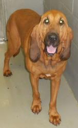 Bo the Bloodhound