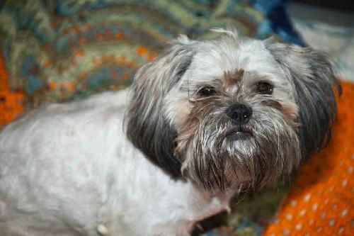 Chewie