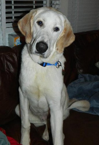 Auggie Boy