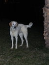 Auggie Boy
