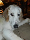 Auggie Boy