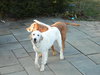 Auggie Boy