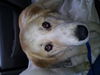 Bugsy2