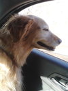 Cheyenne