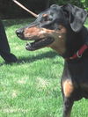 Dobie Greta