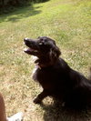 Toby Boy