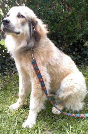 Pyr Gunner