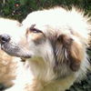 Pyr Gunner